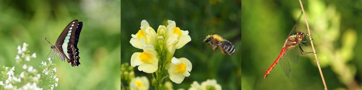 こんな生き物で出会えるかも!?みなとみらい21地区生物調査の写真