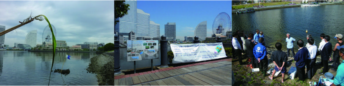 きれいな海・多様な生物が生息できる環境を目指して! アマモできれいな海づくりの写真