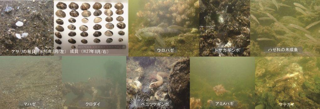 アマモ_目視された生物（H28.08まで）.jpg