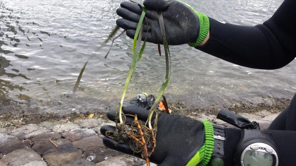 アマモできれいな海づくり！アマモさん、今年も大きく育ちますように。。。の写真