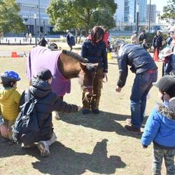 みなとみらいで乗馬体験！の写真