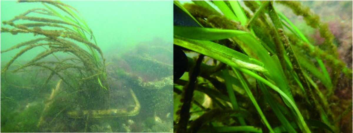 アマモできれいな海づくり！アマモさん、順調に大きく育っています！の写真