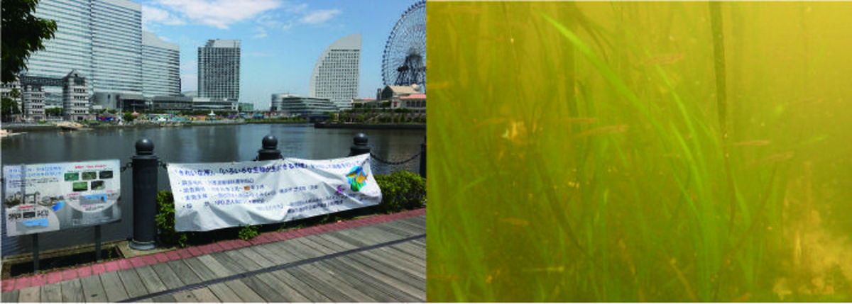 アマモできれいな海づくり！アマモさんは生き物たちの