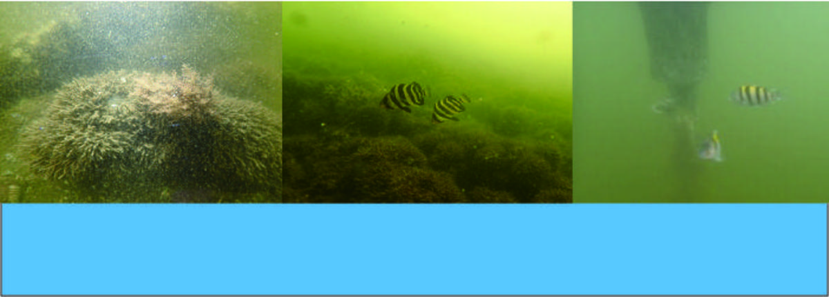 アマモできれいな海づくり!実験場に新たな仲間がやってきましたの写真