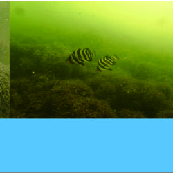 アマモできれいな海づくり！実験場に新たな仲間がやってきましたの写真