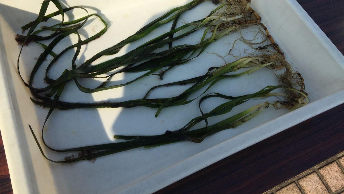 11/28（水）みなとみらいで「アマモ」植付体験会が行われました！の写真