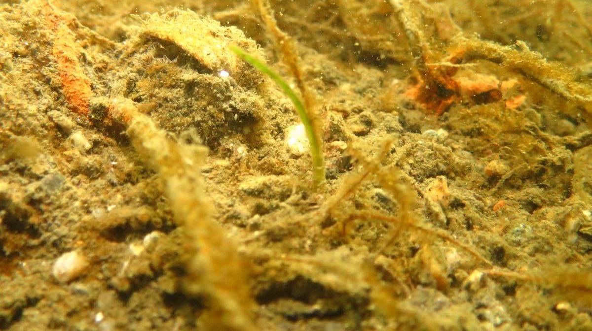 11/28に植付をした「アマモ」の種から小さな芽がでてきました！の写真