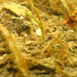 11/28に植付をした「アマモ」の種から小さな芽がでてきました！の写真