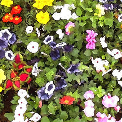 「みなとみらい GARDEN LIFE 2019」が賑やかに開催されました♪の写真