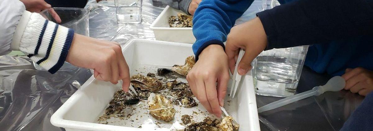 11月22日「汽車道の海の生き物ふれあい体験会」を開催しました！の写真