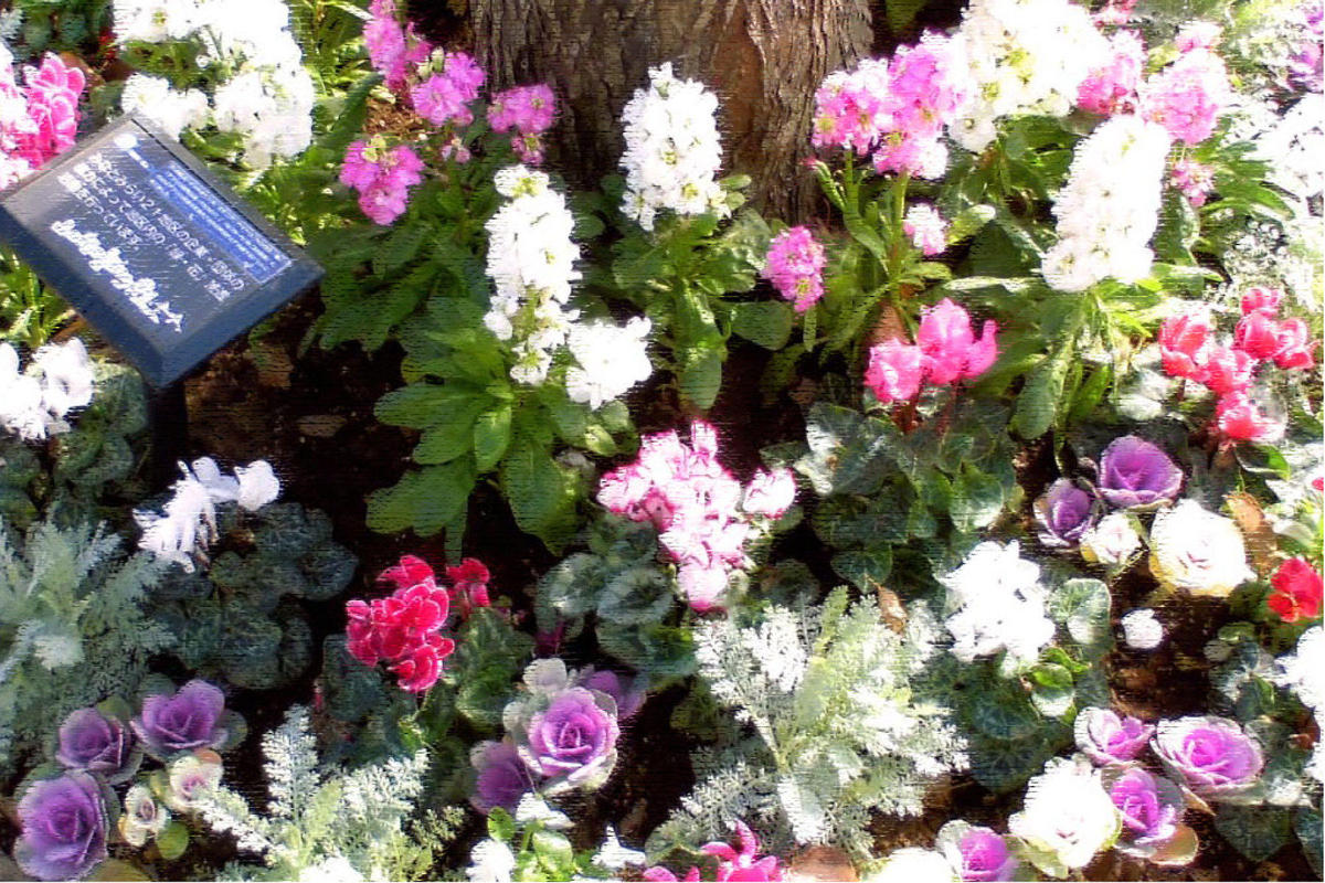 桜木町駅前広場の花苗を冬バージョンに植替えましたの写真