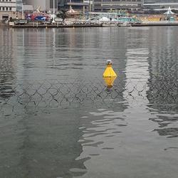 アマモ実験場にノリ網出現、みなとみらいでノリの育成!? の写真