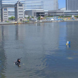 みなとみらいのアマモに花が咲きました！の写真