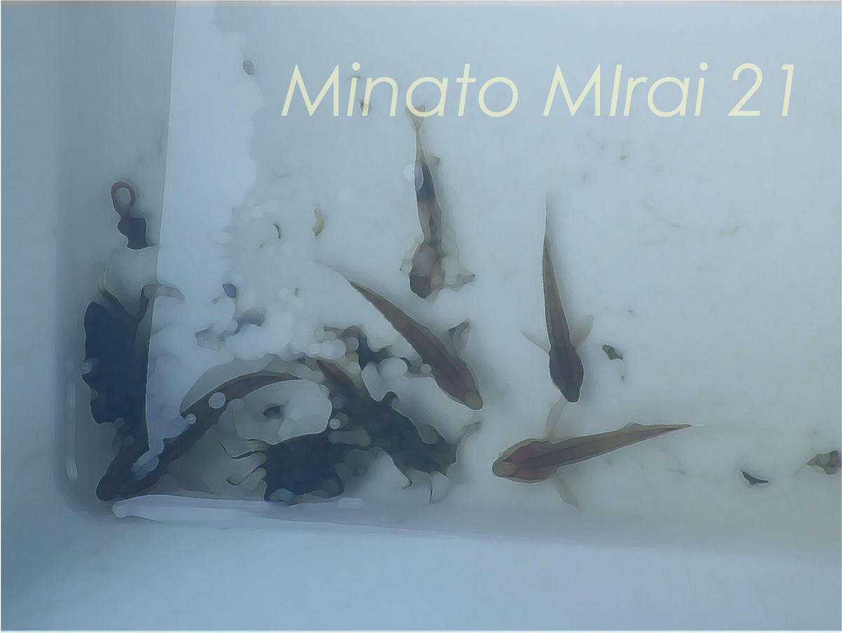 『観測機器の設置とカキ殻礁生物採集・分析調査のご報告』の写真