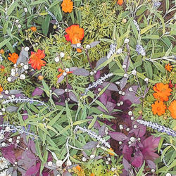 桜木町駅前広場の植栽が秋の花苗になりました♪の写真