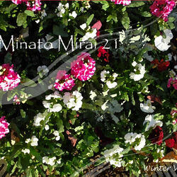 桜木町駅前広場の植栽が冬バージョンになりました。の写真