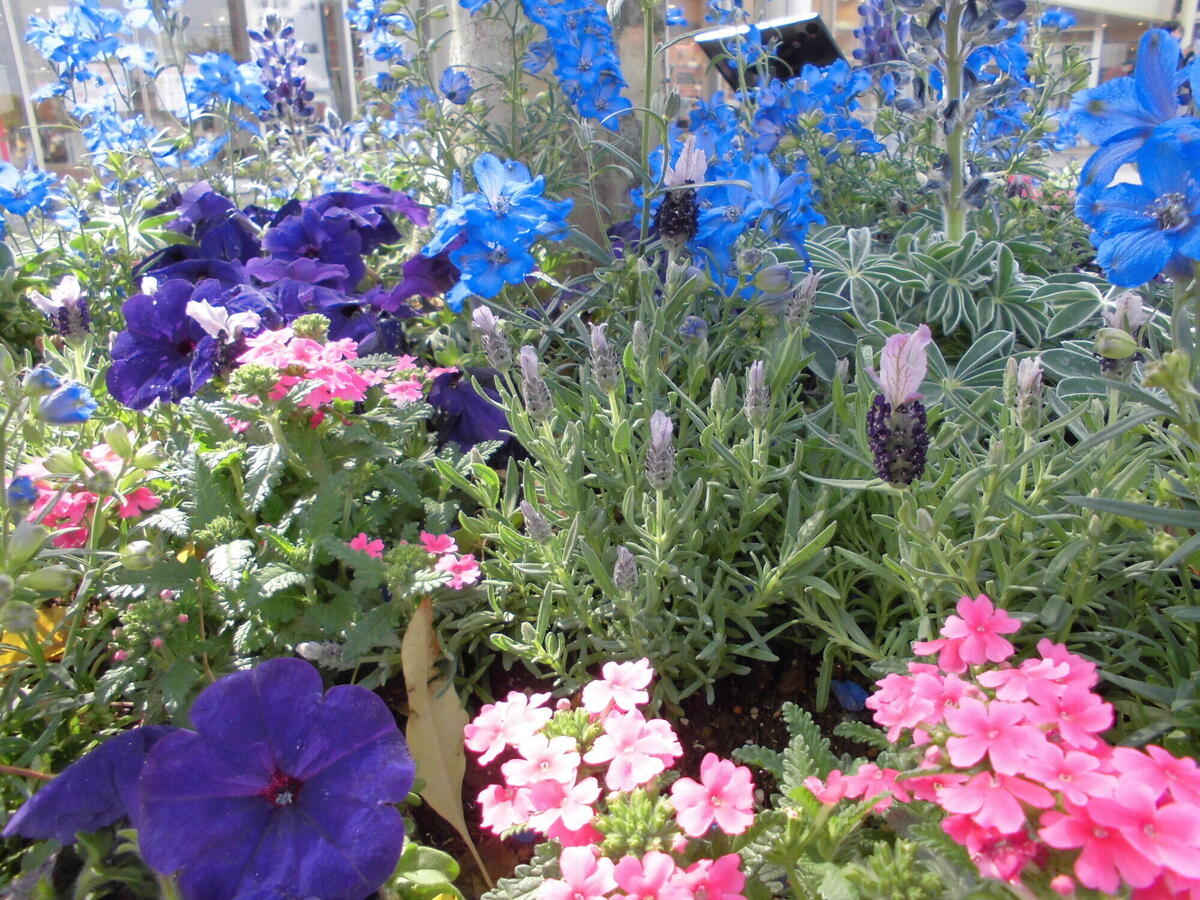 桜木町駅前広場の植栽が今年もブルーの花に植え替わりました。の写真