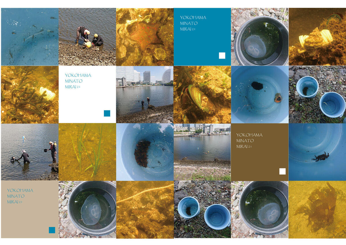 汽車道護岸沿い　アマモ場調査報告の写真