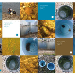 汽車道護岸沿い　アマモ場調査報告の写真