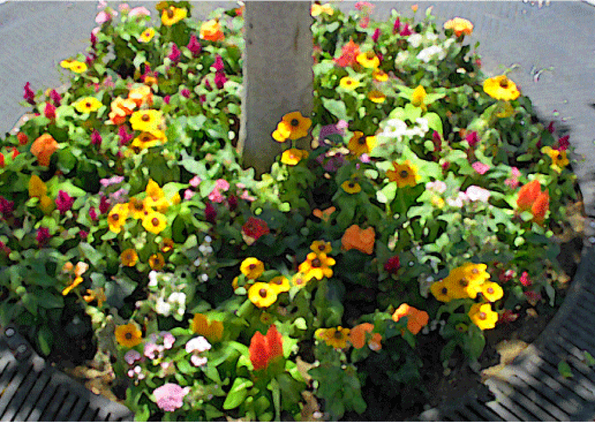 桜木町駅前広場の植栽が夏バージョンの花苗になりました♪の写真