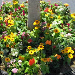桜木町駅前広場の植栽が夏バージョンの花苗になりました♪の写真