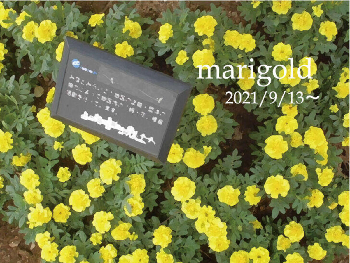 桜木町駅前広場の植栽が黄色いマリーゴールド一色にの写真