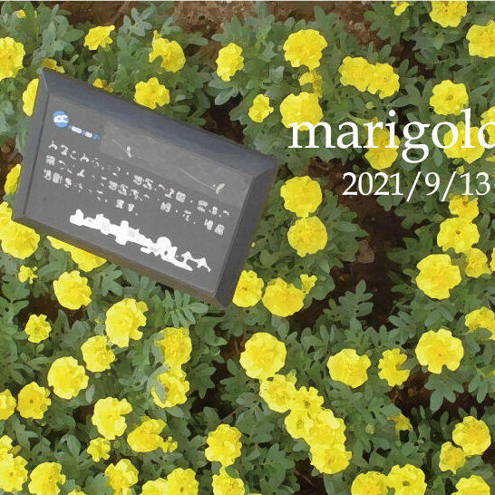 桜木町駅前広場の植栽が黄色いマリーゴールド一色に|トピックス