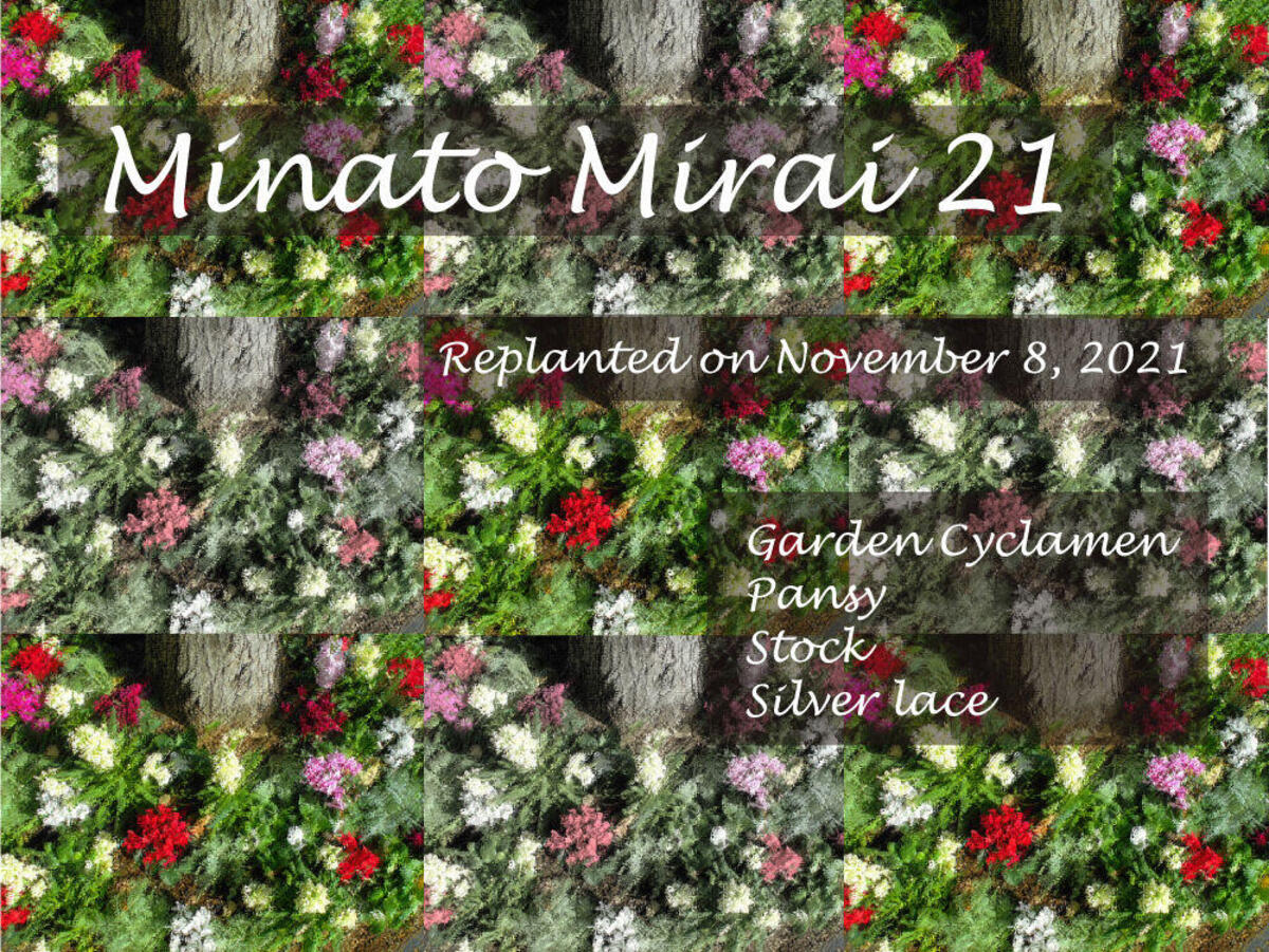 桜木町駅前広場の植栽がクリスマスバージョンになりました♪の写真