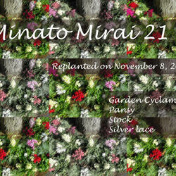 桜木町駅前広場の植栽がクリスマスバージョンになりました♪の写真