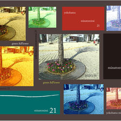 桜木町駅前広場の植栽、一足先に春の装いになりました♪の写真