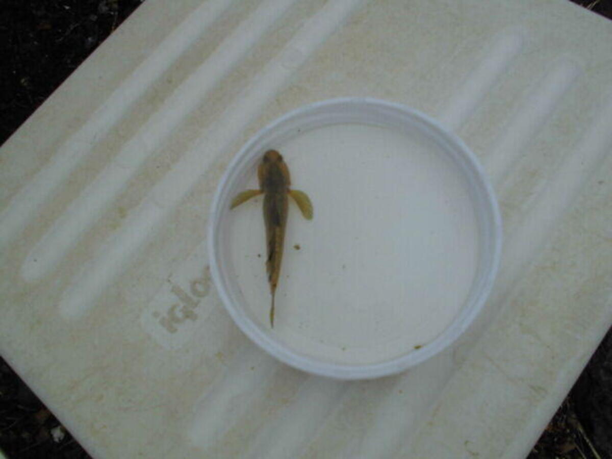 『2021年度　水環境調査（アマモの発芽確認作業）』（※水環境調査日:2022.3.8）の写真