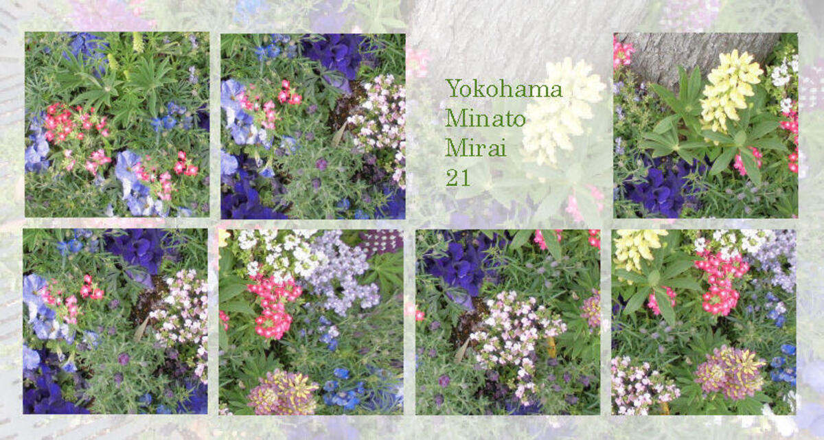 桜木町駅前広場の花苗が新しく植え替わりました。の写真