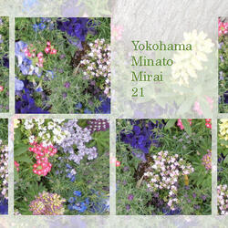 桜木町駅前広場の花苗が新しく植え替わりました。の写真