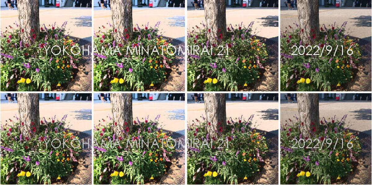 桜木町駅前広場の植栽が秋の花へと植え替わりました。の写真