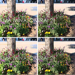 桜木町駅前広場の植栽が秋の花へと植え替わりました。の写真