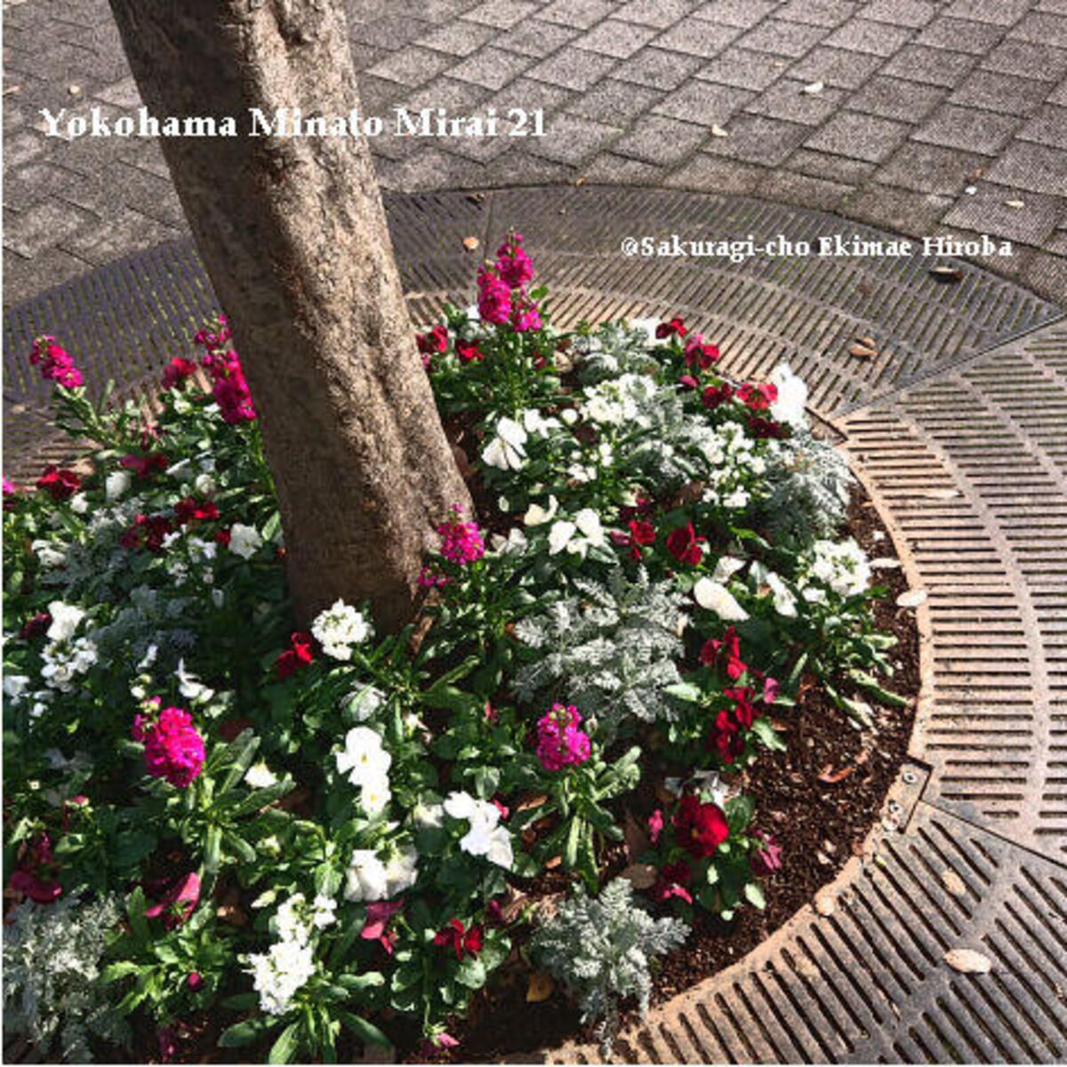 桜木町駅前広場の植栽の植替えを行いました♪の写真