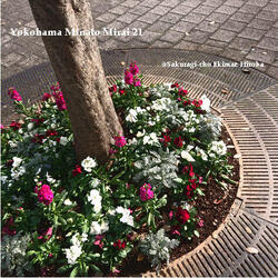 桜木町駅前広場の植栽の植替えを行いました♪の写真