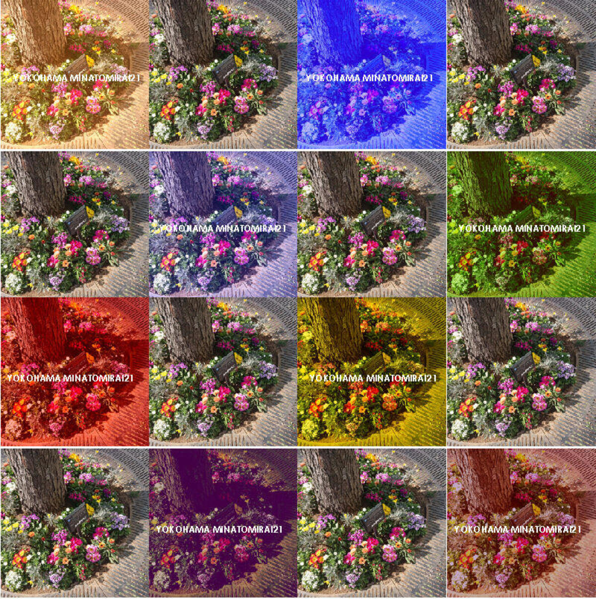 桜木町駅前広場の植栽がカラフルにＭＭを彩っています♪の写真