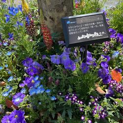 桜木町駅前広場の植栽、「アースアワー」カラーblueで爽やかに♪の写真