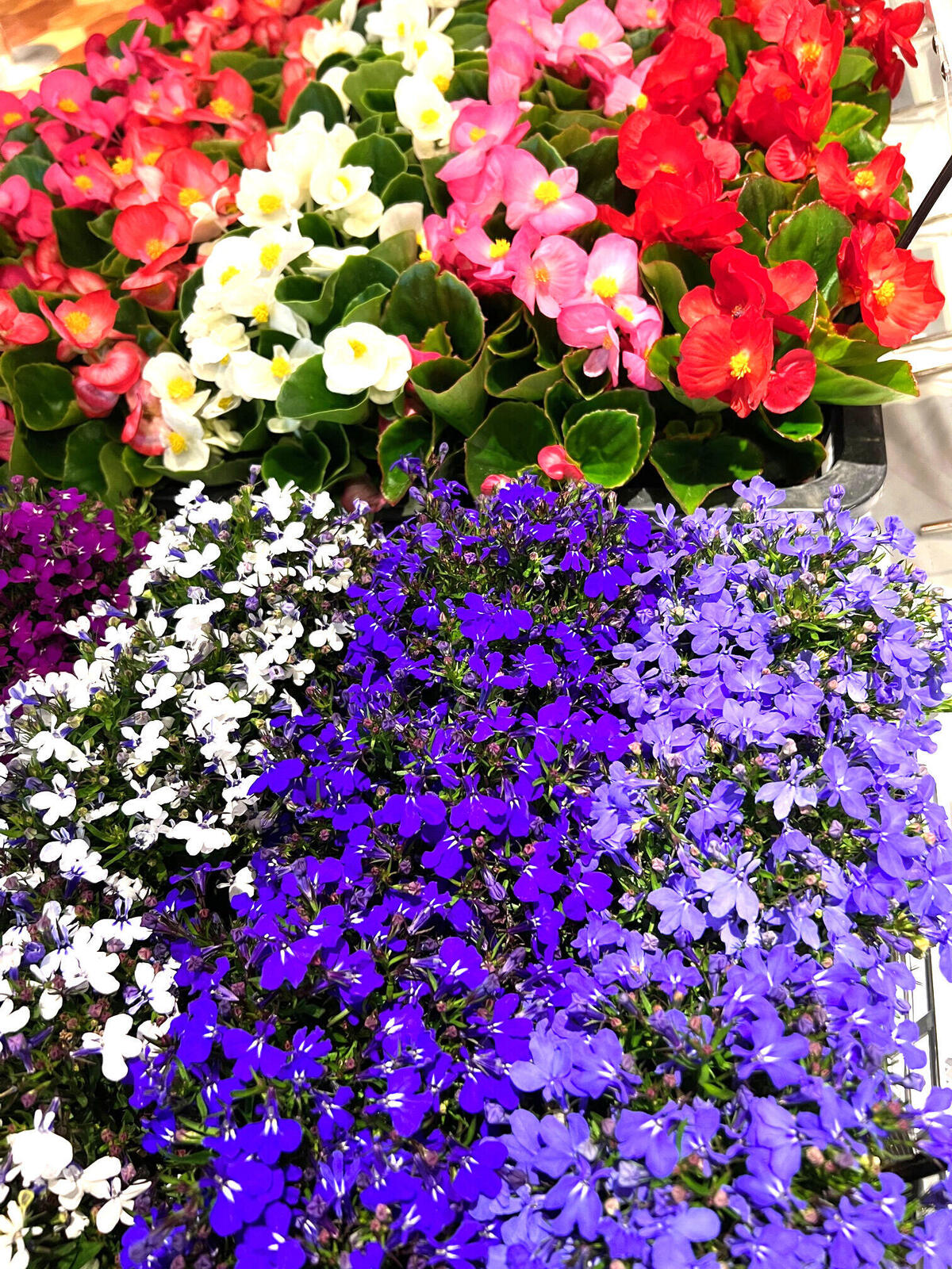 「みなとみらい GARDEN LIFE 2023」を開催しました&地区内2カ所に花苗を植栽しました!の写真