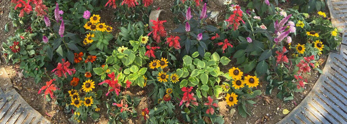 桜木町駅前広場の花壇、夏のお花に植替えられました♪の写真