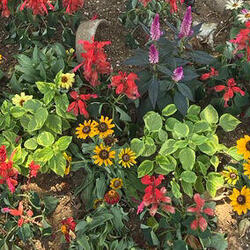 桜木町駅前広場の花壇、夏のお花に植替えられました♪の写真