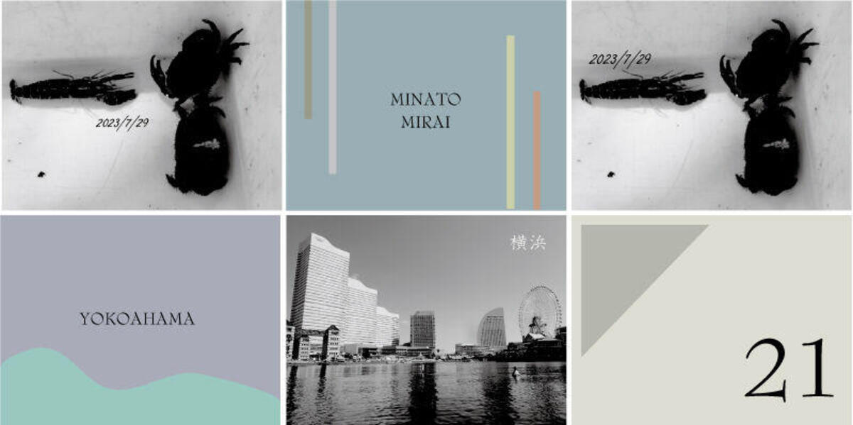 『アマモの生育状況確認＆水環境調査』を行いました。の写真