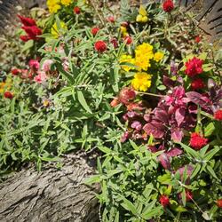 桜木町駅前広場の植栽を植替え、補植を行いました♪の写真
