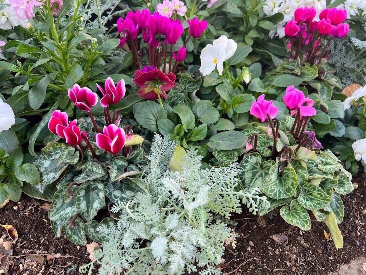 桜木町駅前広場の植栽を植替えを行いましたの写真