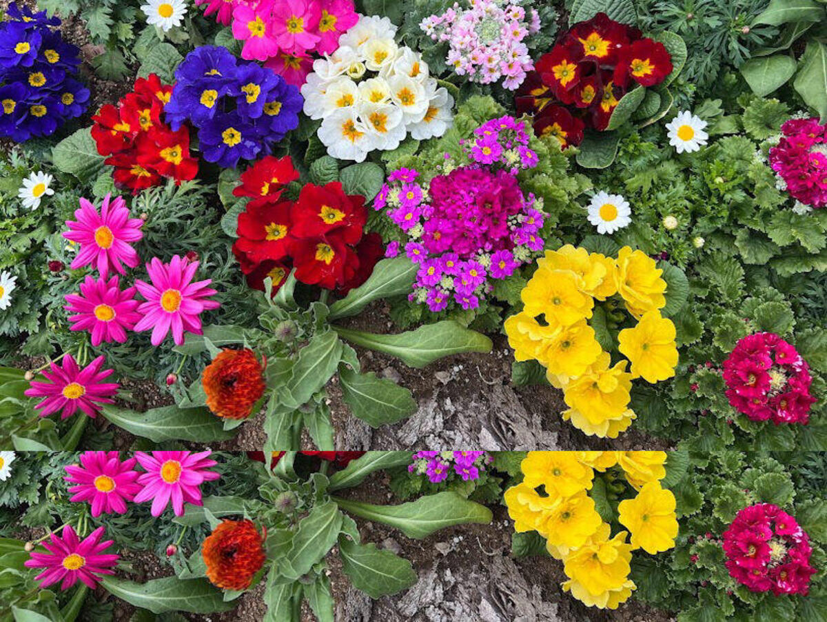 桜木町駅前広場の植栽、一足はやく春の彩りにの写真