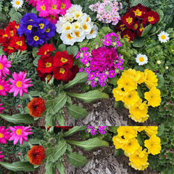 桜木町駅前広場の植栽、一足はやく春の彩りにの写真