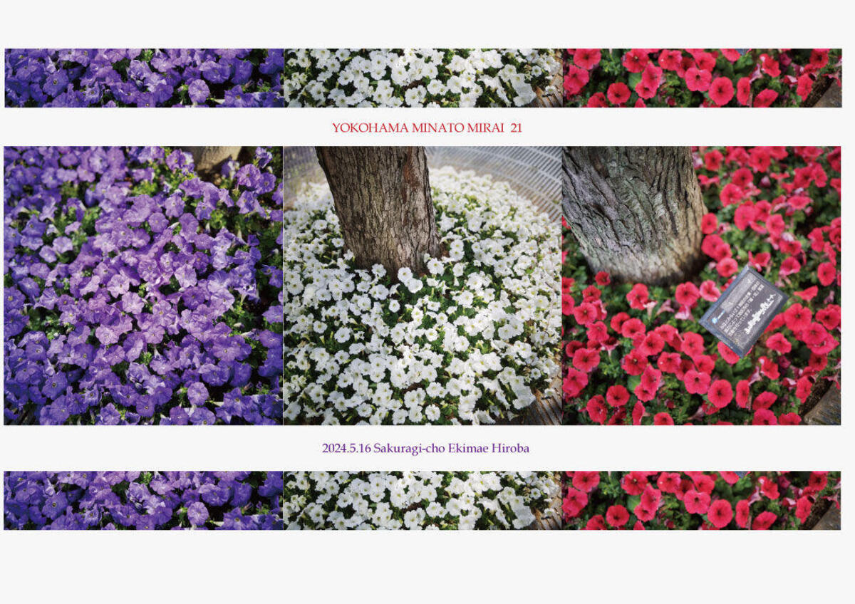 桜木町駅前広場の植栽が「青・白・赤」のトリコロールカラーになりました♪の写真