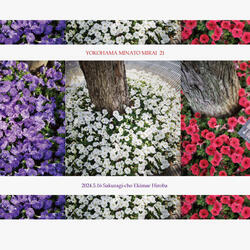 桜木町駅前広場の植栽が「青・白・赤」のトリコロールカラーになりました♪の写真