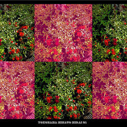 桜木町駅前広場の植栽が秋の花へと植え替わっています。の写真